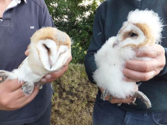 Two of the barn owl chicks born this summer on Michael Calverts farm near Greyabbey.