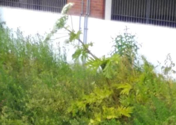 Giant Hogweed which Robin Swann MLA says is "a blight on our countryside". (Submitted Picture).