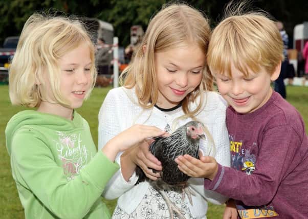 Holly, Grace and George Cosford making friends with a Silver Sussex bantam at the annual Tannaghmore Bird Fair at Craigavon. Pic: Cliff Donaldson