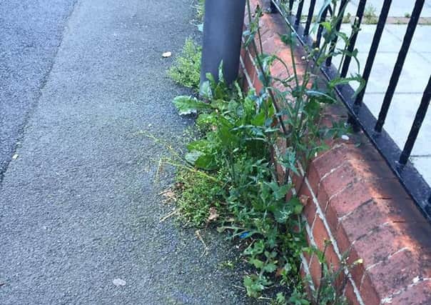 Some of the weeds spotted in Donacloney.