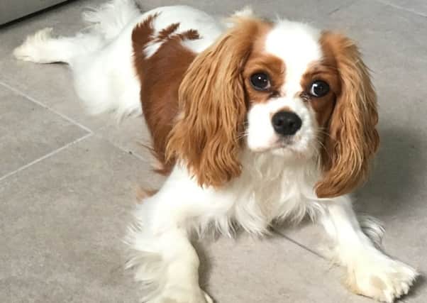 Linzi Conway's King Charles spaniel Lucy. INLT-35-700-con