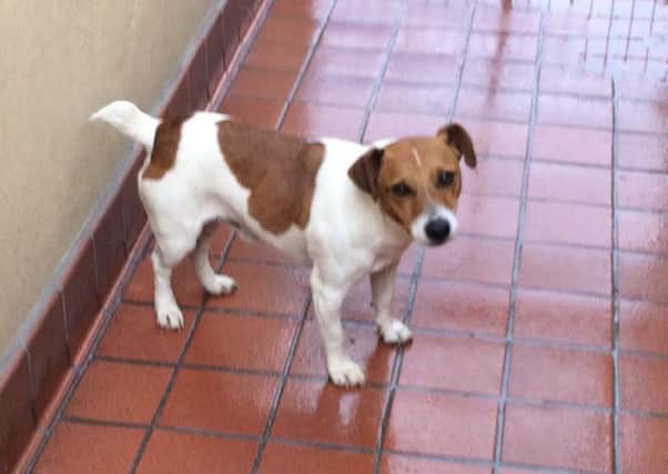 This Jack Russell is looking for a new home.
