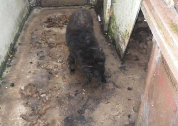 Council images of the conditions in which the dog was kept.