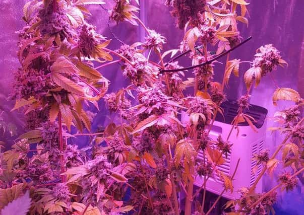 Suspected cannabis plants found at home in Magherafelt