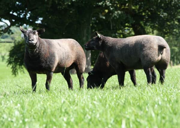 Blue Texel Sale for Ballymena Mart. (Submitted Pic).