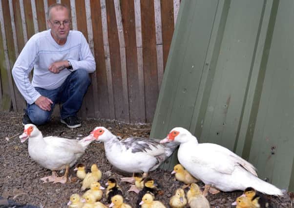 Ken Howard with some of his ducks. INPT38-232.