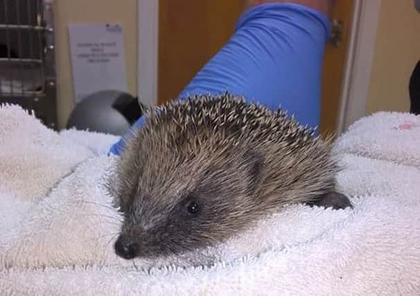 Clifford the hedgehog was found missing a limb in Cookstown