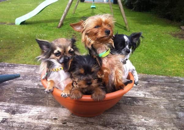 The three dogs on the right were stolen from the Mallusk area on Friday.  INCT 38-731-CON