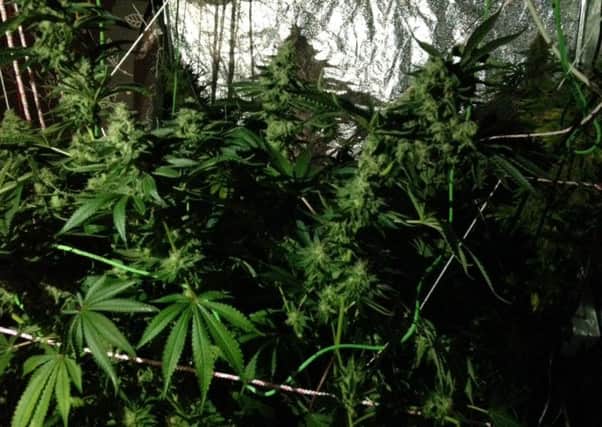Cannabis seized in Glenvile Park. INNT 39-800CON