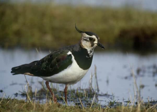 Lapwing at Lough Neagh