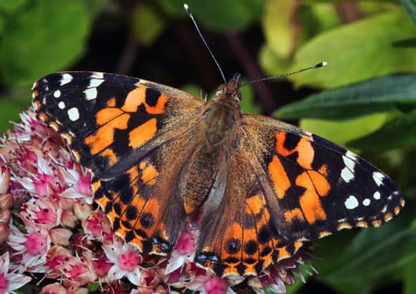 The Painted Lady butterfly appears in the area some years, it comes from North Africa when winds blow it here