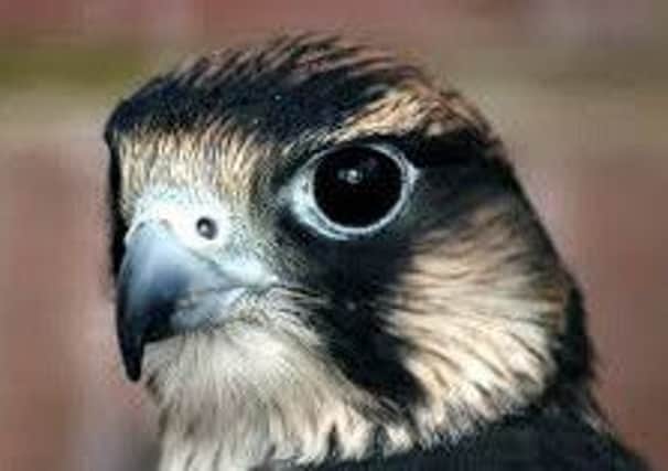 Peregrine falcon. Archive pic.
