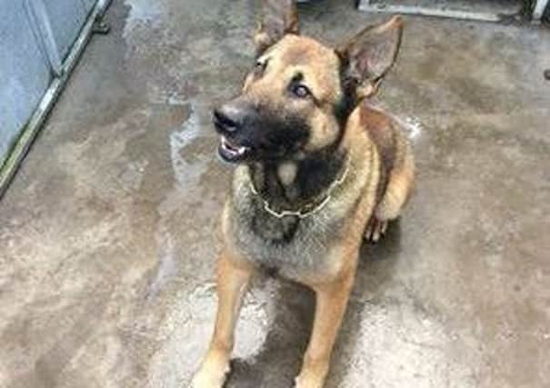 Police dog Chita has an appetite for catching criminals.