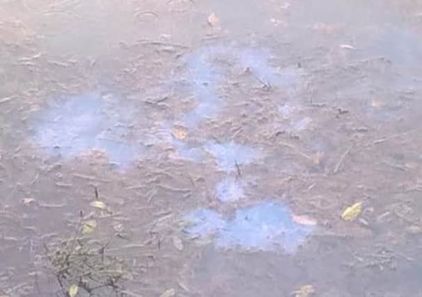 Pictures of alleged pollution in a body of water in Greencastle