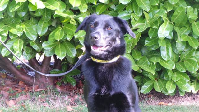 Roxy is a very pretty three-year-old Labrador Cross is waiting at Dogs Trust for a new forever home.