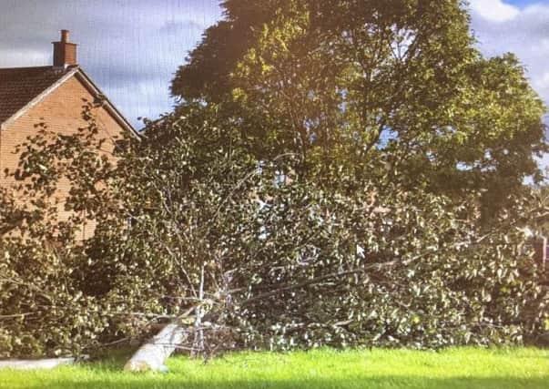 The felled tree at Glassillan Court.  INCT 43-743-CON