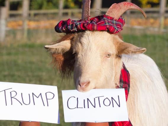 Boots the psychic goat predicts the results of the US Presidential election, with Hillary Clinton being his choice to win.