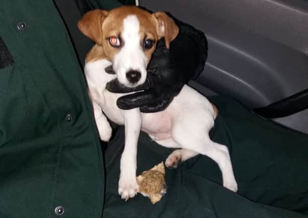 Puppy was sick on PSNI officer's lap