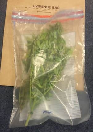 Cannabis seized by police in Larne on November 9. INLT-47-702-con