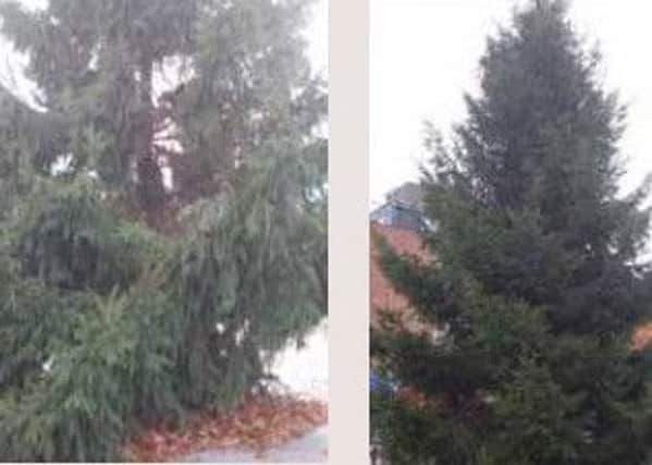 Left: Larne's initial Christmas tree for 2016, which has been replaced with a new specimen (right). INLT-47-708-VL