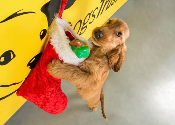 Dogs Trust Ballymena is calling for donations for the annual Christmas Fair.