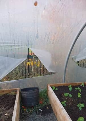 Damage to the Dixon Park Residents' Association polytunnel. INLT-47-722-con