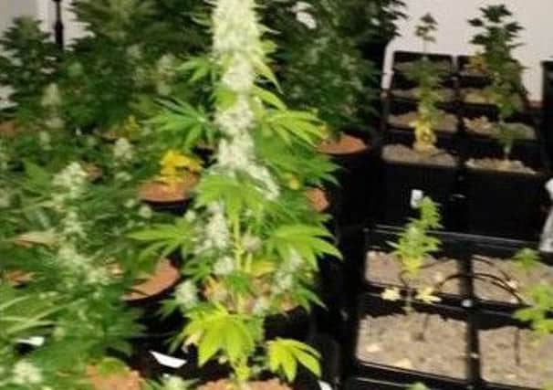Cannabis plants uncovered by police during a planned search in Larne's Raloo area. INLT-47-724-con