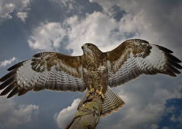 A number of buzzards have been killed.