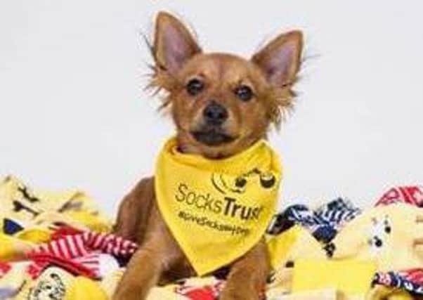 Dogs Trust Ballymena is highlighting the pitfalls of Christmas puppy gifting. (submitted pic)