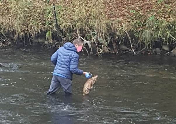 A welfare officer removes one of the dogs from the River Bann