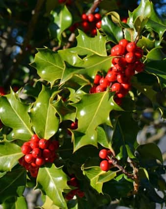 A Generic Photo of close-up of some holly growing outside. See PA Feature GARDENING Poinsettia. Picture credit should read: PA Photo/thinkstockphotos. WARNING: This picture must only be used to accompany PA Feature GARDENING Poinsettia.