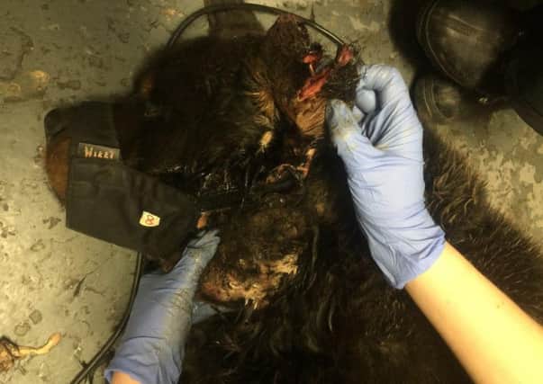 Rottweiler with head injury treated by vet.