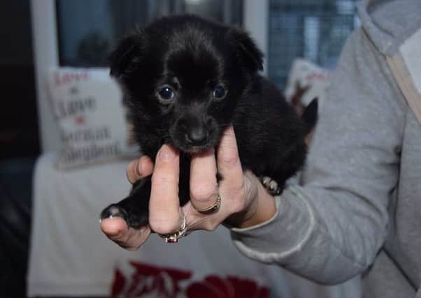 This tiny pup was found alone by a busy road in Coalisland