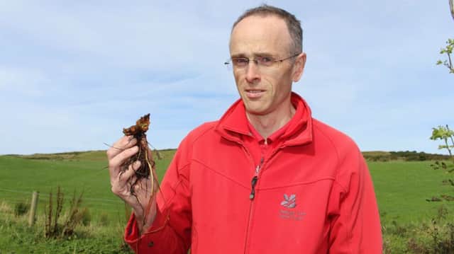 Dr Cliff Henry with the rare rough meadowsweet gall discovered at the Giants Causeway in September 2016