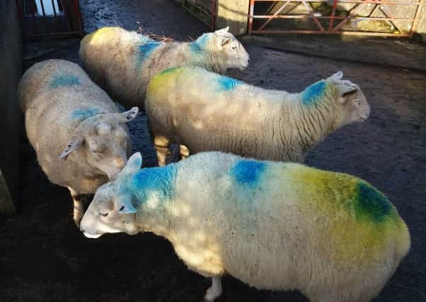 Paul Magowan had sheep similar to these ones stolen on Christmas Day