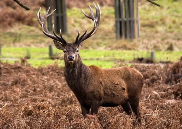 Stag deer can grow to more than 1.3m tall and weigh up to 190kg. (Archive pic)