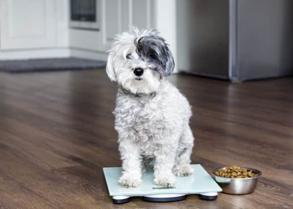 Are you considering any new year's resolutions that will benefit your pet?