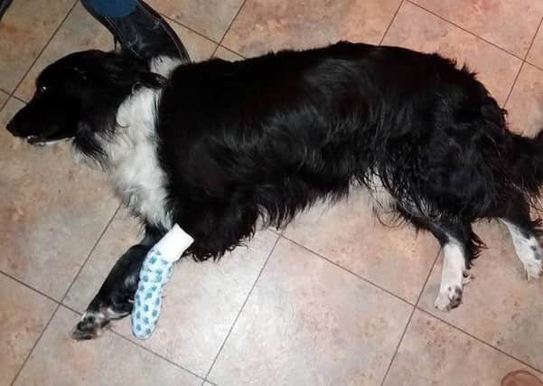 Buddy suffered a serious cut to his front left paw.