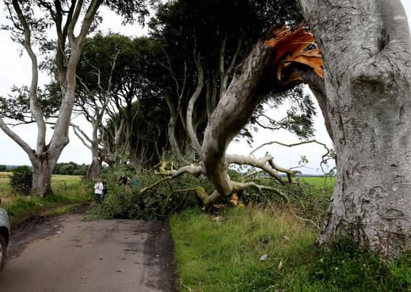 One of the  Dark Hedges which fell down last summer. Pic by PressEye