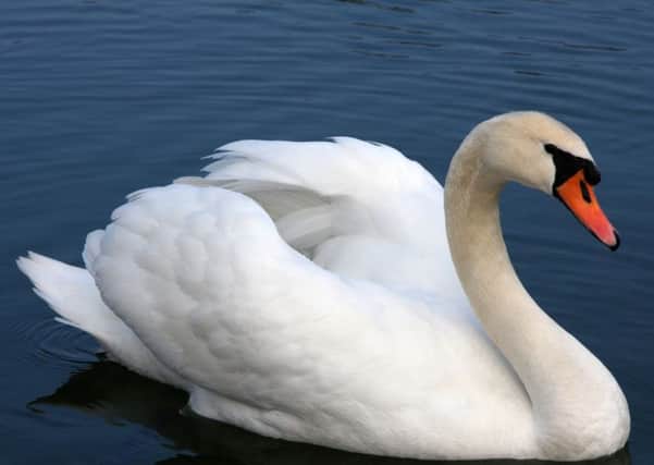 Avian flu was detected in a wild swan in County Londonderry