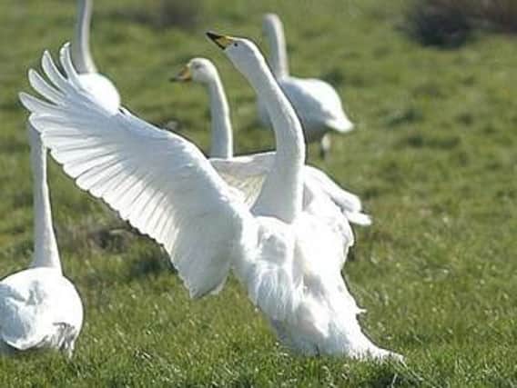 Swans at Lough Beg
