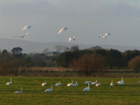 Wild swans grazing near Lough Beg