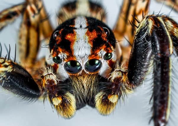 Spiders, such as this one, are what scare children the most these days.