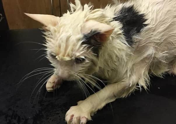 The cat was found in a barrel of diesel.