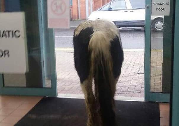 Horse danders out of Brownlow Health Centre