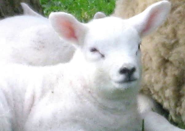 Two lambs have been found in Dervock. Stock image