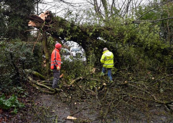 Storm Doris brought down a large tree on the Lambeg Road between Lisburn and Belfast this morning.  Photo by Colm Lenaghan, Pacemaker Press