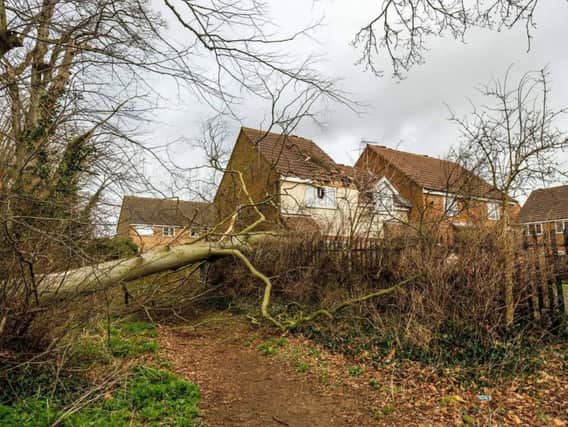 Storm Doris pulled down trees all over the country