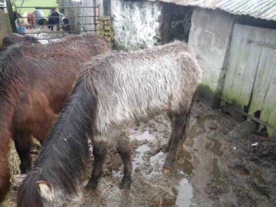 Some of the neglected horses.
