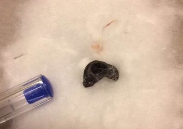 The pellet which was removed from the cat.